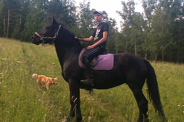 Конная прогулка в Красноярске. Подарочные сертификаты Ultra Подарки. Купить оригинальный подарок или подарочный сертификат на Конная прогулка в Красноярске. Сервис UltraPodarki.ru 8-800-505-9530. Катание на лошадях, Прогулка на лошади, Прогулка на лошадях для двоих, Конная прогулка, конный клуб, Конный клуб Альтаир, Альтаир Конный двор, конная прогулка, конная прогулка в Красноярске