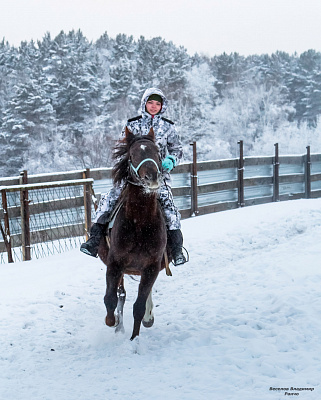 Конная прогулка в Красноярске. Подарочные сертификаты Ultra Подарки. Купить оригинальный подарок или подарочный сертификат на Конная прогулка в Красноярске. Сервис UltraPodarki.ru 8-800-505-9530. Катание на лошадях, Прогулка на лошади, Прогулка на лошадях для двоих, Конная прогулка, конный клуб, Конный клуб Альтаир, Альтаир Конный двор, конная прогулка, конная прогулка в Красноярске