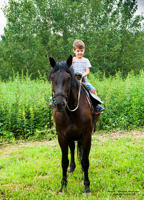 Конная прогулка в Красноярске. Подарочные сертификаты Ultra Подарки. Купить оригинальный подарок или подарочный сертификат на Конная прогулка в Красноярске. Сервис UltraPodarki.ru 8-800-505-9530. Катание на лошадях, Прогулка на лошади, Прогулка на лошадях для двоих, Конная прогулка, конный клуб, Конный клуб Альтаир, Альтаир Конный двор, конная прогулка, конная прогулка в Красноярске