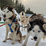 Катание на хаски в Красноярске. Ultra Подарки. Катание на хаски в Красноярске. Попробуйте Катание на хаски. Сервис: UltraPodarki.ru 8 800 505 95 30. Катание на хаски Красноярск, Катание на хаски в Красноярске, хаски, животные в Красноярске, 