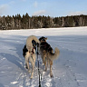 Катание на хаски в Красноярске. Ultra Подарки. Катание на хаски в Красноярске. Попробуйте Катание на хаски. Сервис: UltraPodarki.ru 8 800 505 95 30. Катание на хаски Красноярск, Катание на хаски в Красноярске, хаски, животные в Красноярске, 
