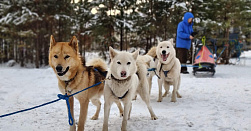 Катание на хаски