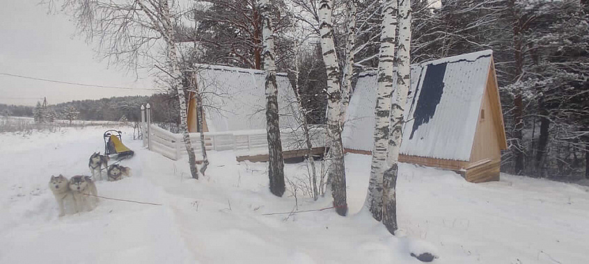 Катание на хаски в Красноярске. Ultra Подарки. Катание на хаски в Красноярске. Попробуйте Катание на хаски. Сервис: UltraPodarki.ru 8 800 505 95 30. Катание на хаски Красноярск, Катание на хаски в Красноярске, хаски, животные в Красноярске,